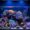 Aquarium Colorful Coral Reef Set
