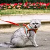 Cat Harness, Leash, and Collar Set: Ensuring a Secure and Pleasant Walk